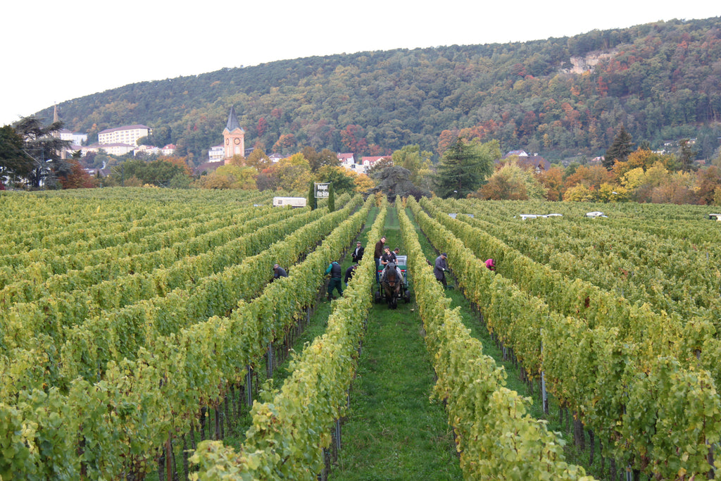 2023 Dürkheimer Abtsfronhof Riesling trocken (0,75 Ltr.)