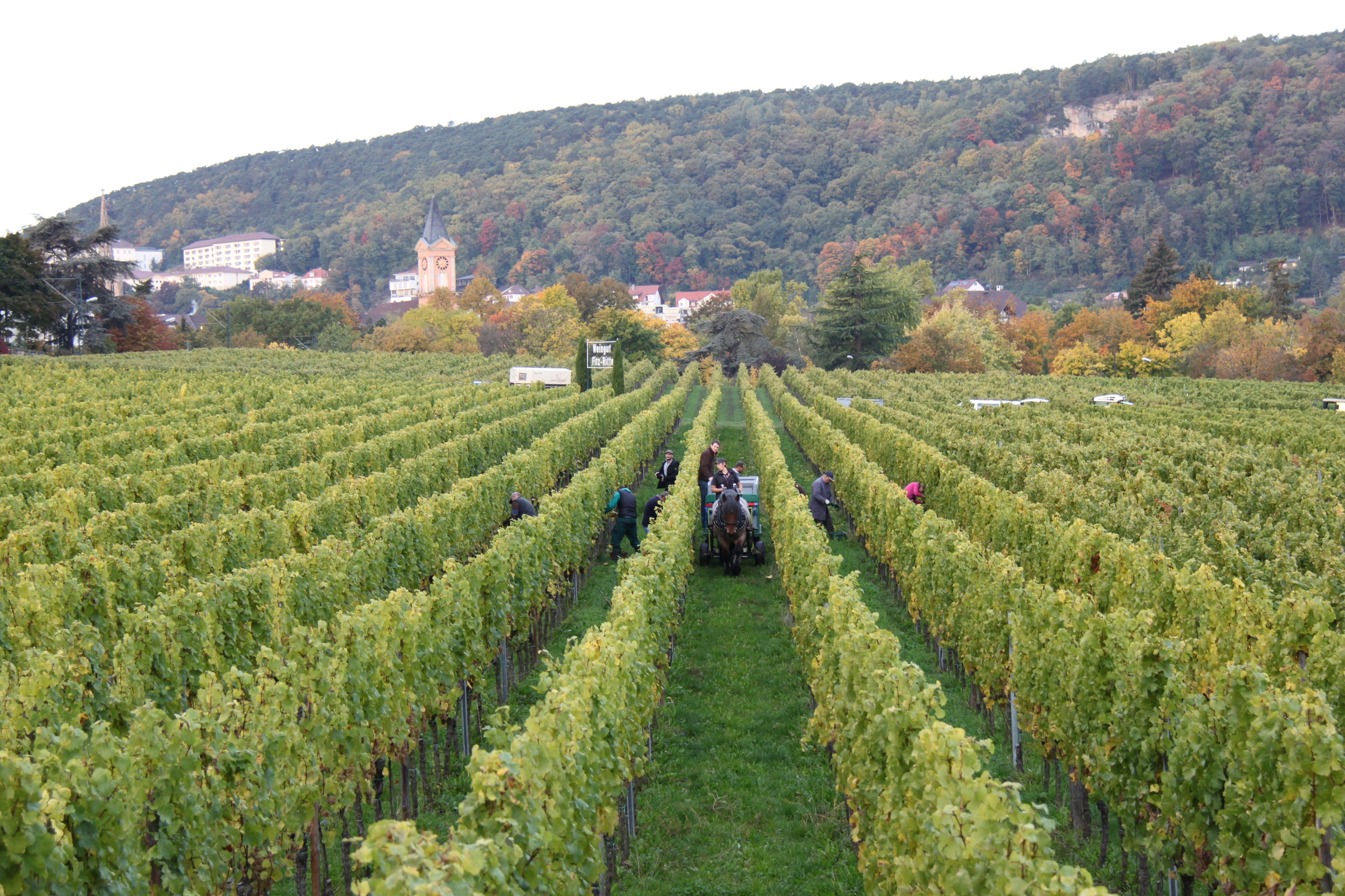 2023 Dürkheimer Abtsfronhof Riesling trocken (0,75 Ltr.)