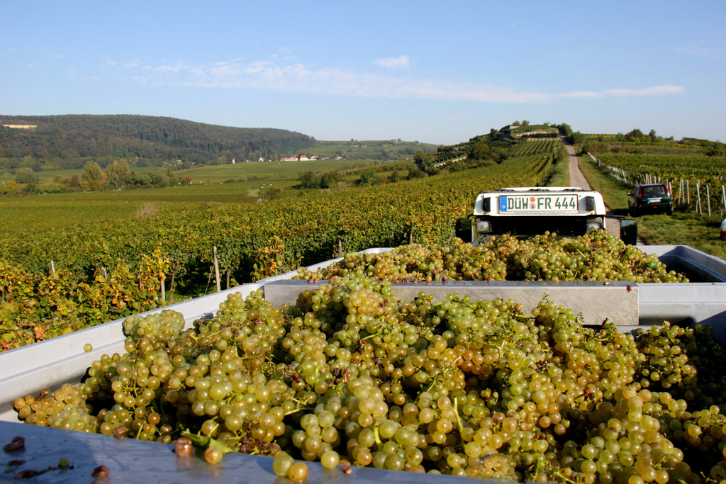 2023 Dürkheimer Spielberg Chardonnay trocken (0,75 Ltr.)