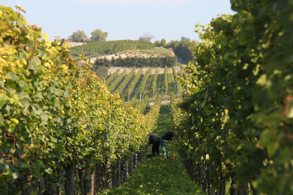 2023 Dürkheimer Spielberg Chardonnay trocken (0,75 Ltr.)