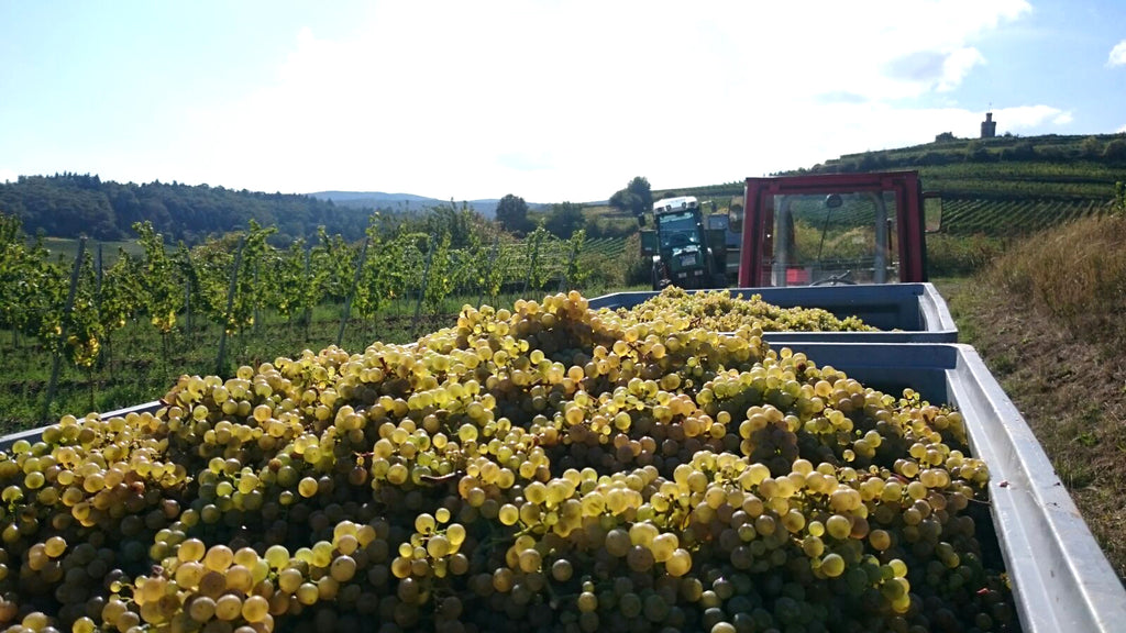 2023 Dürkheimer Fuchsmantel Riesling trocken (0,75 Ltr.)