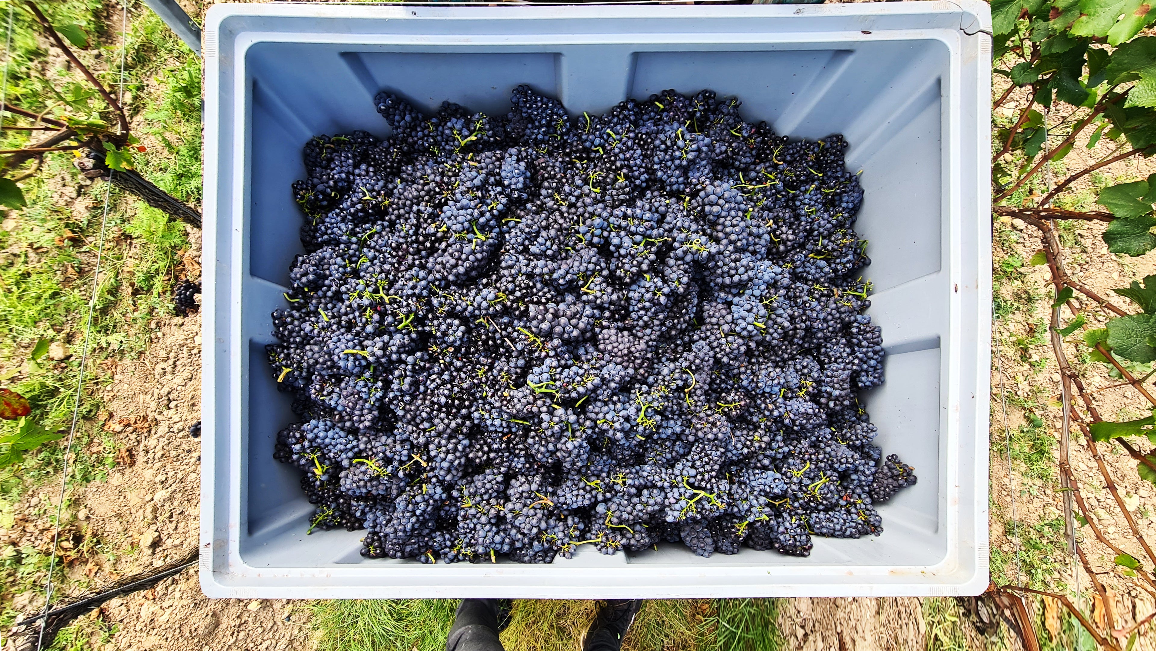 2023 MICHELSBERG - Pinot Noir VDP.Grosses Gewächs trocken (0,75 Ltr.)